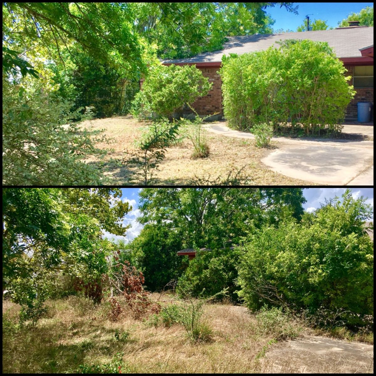 Overgrown yard cleanup before and after